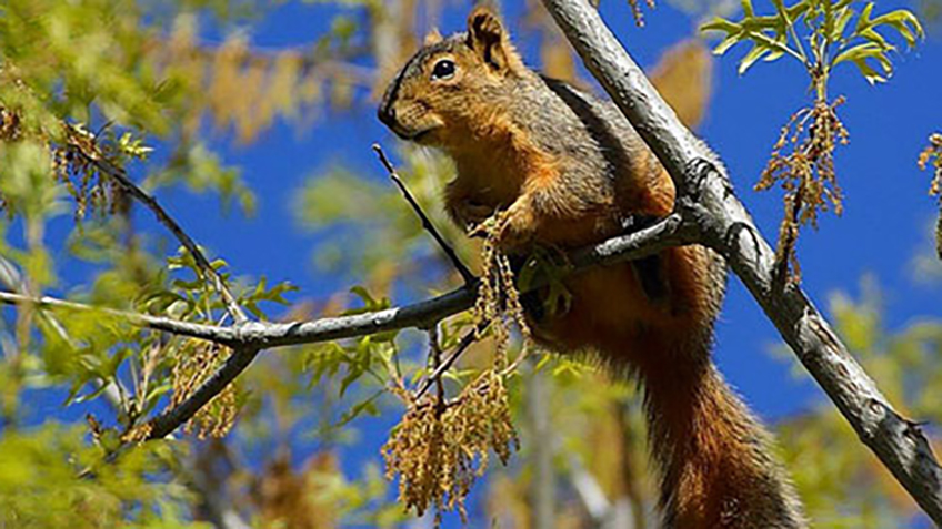Hunting Spring Squirrels An Official Journal Of The NRA