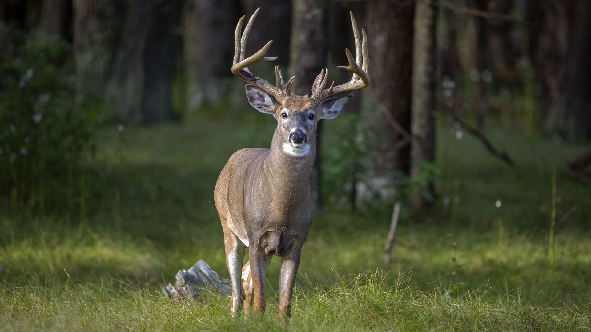 Whitetail Lede