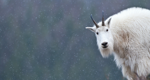 2012330161926-mountain_goat_hunting_home.jpg