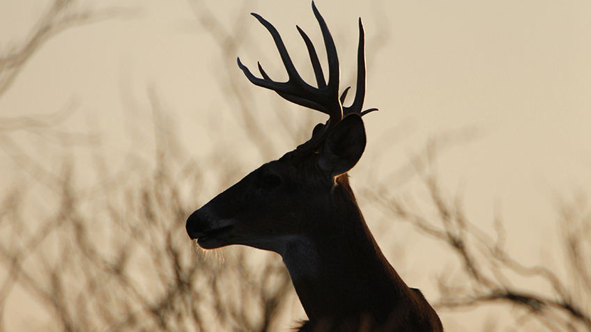 fl-couldwereplacedeerhunting_lead.jpg