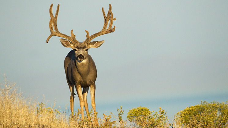 scout_mule_deer_now_f.jpg