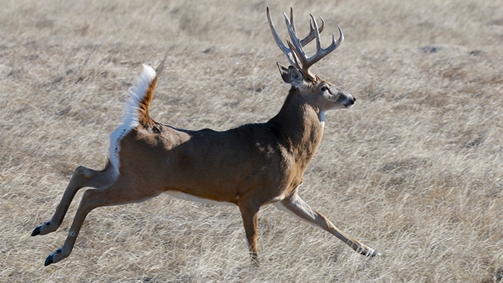 10 Tips for Hunting Public Land Bucks | An Official Journal Of The NRA