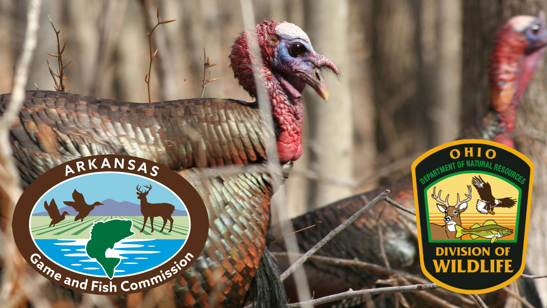 LEDE Young Turkey Hunters 1