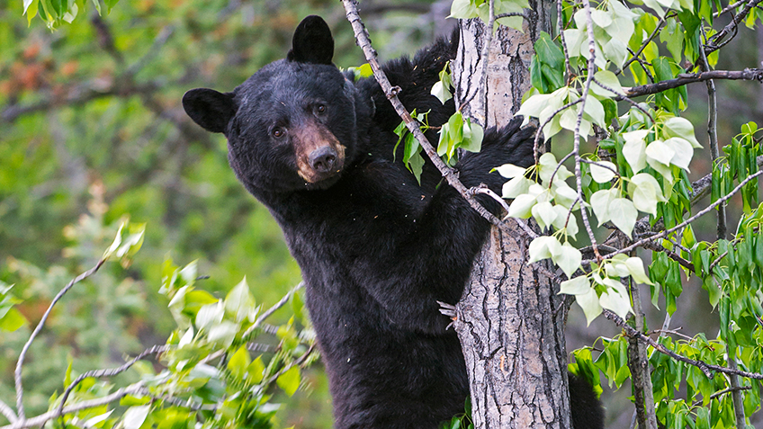 Alberta Black Bears Up Close | An Official Journal Of The NRA