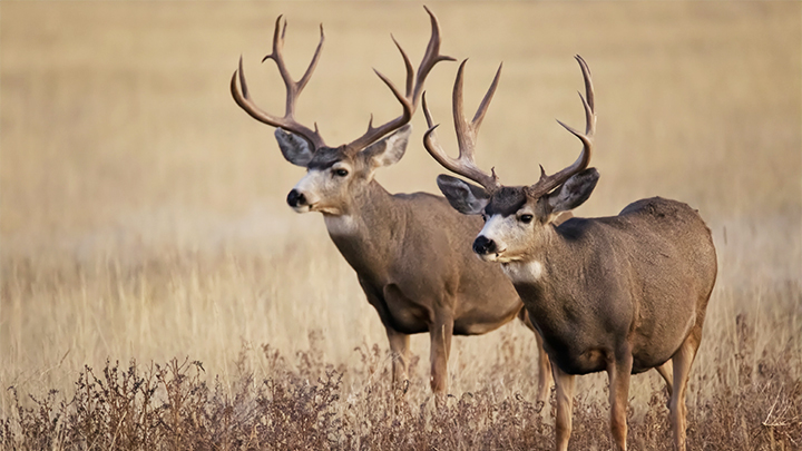 big mule deer bucks