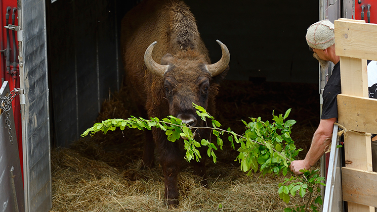 european_bison_f.jpg
