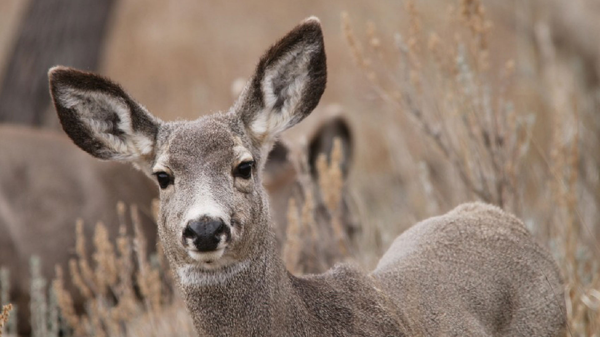 Deer looking at camera