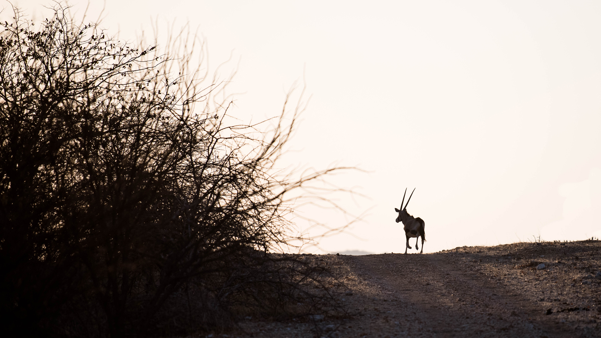 Classic African Sunset