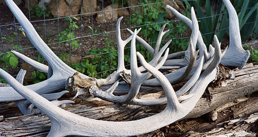 2009610-hanbackelkhorn_fs.jpg