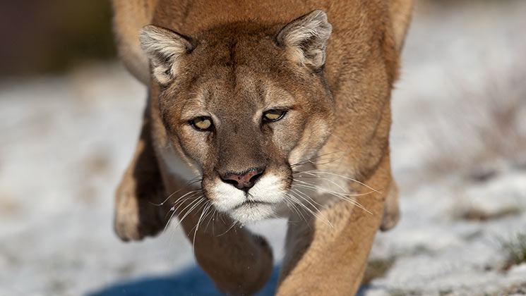 Are Eastern Cougars Breeding An Official Journal Of The Nra