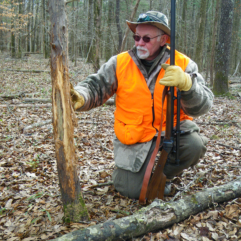 Male hunter examining deer rub on tree.