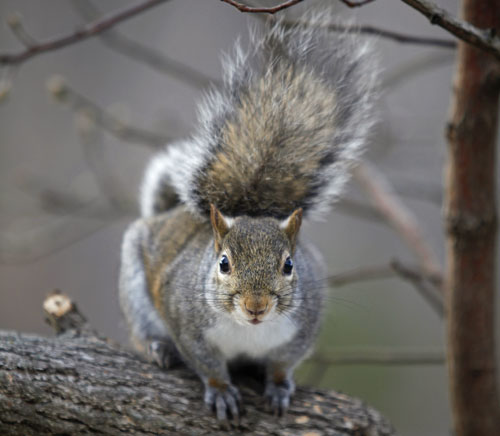 Squirrel on the branch