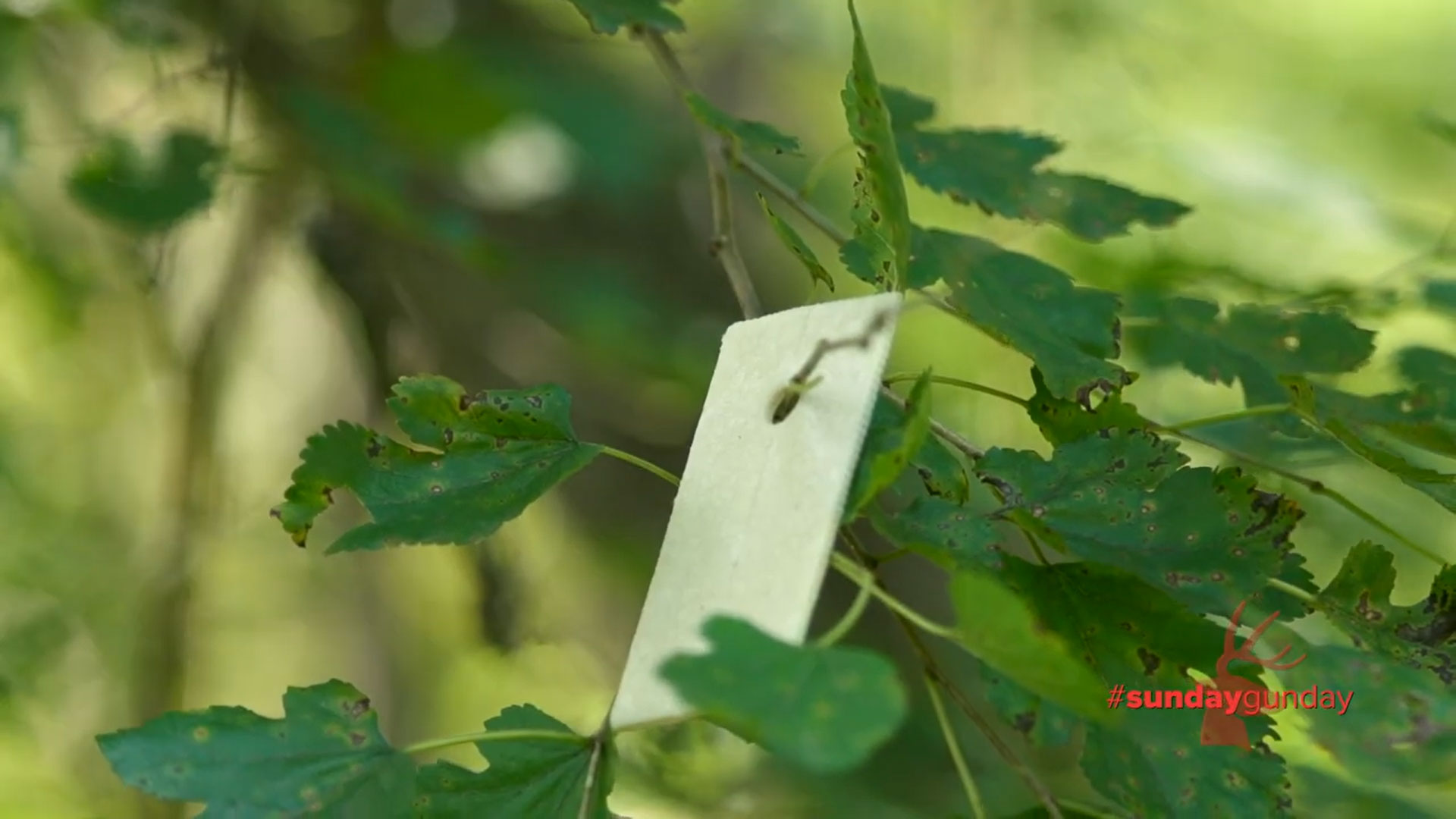 Wafer in tree