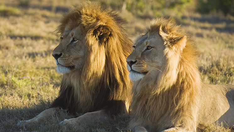 Ground-Breaking Lion Research in Tanzania Begins in August | An ...