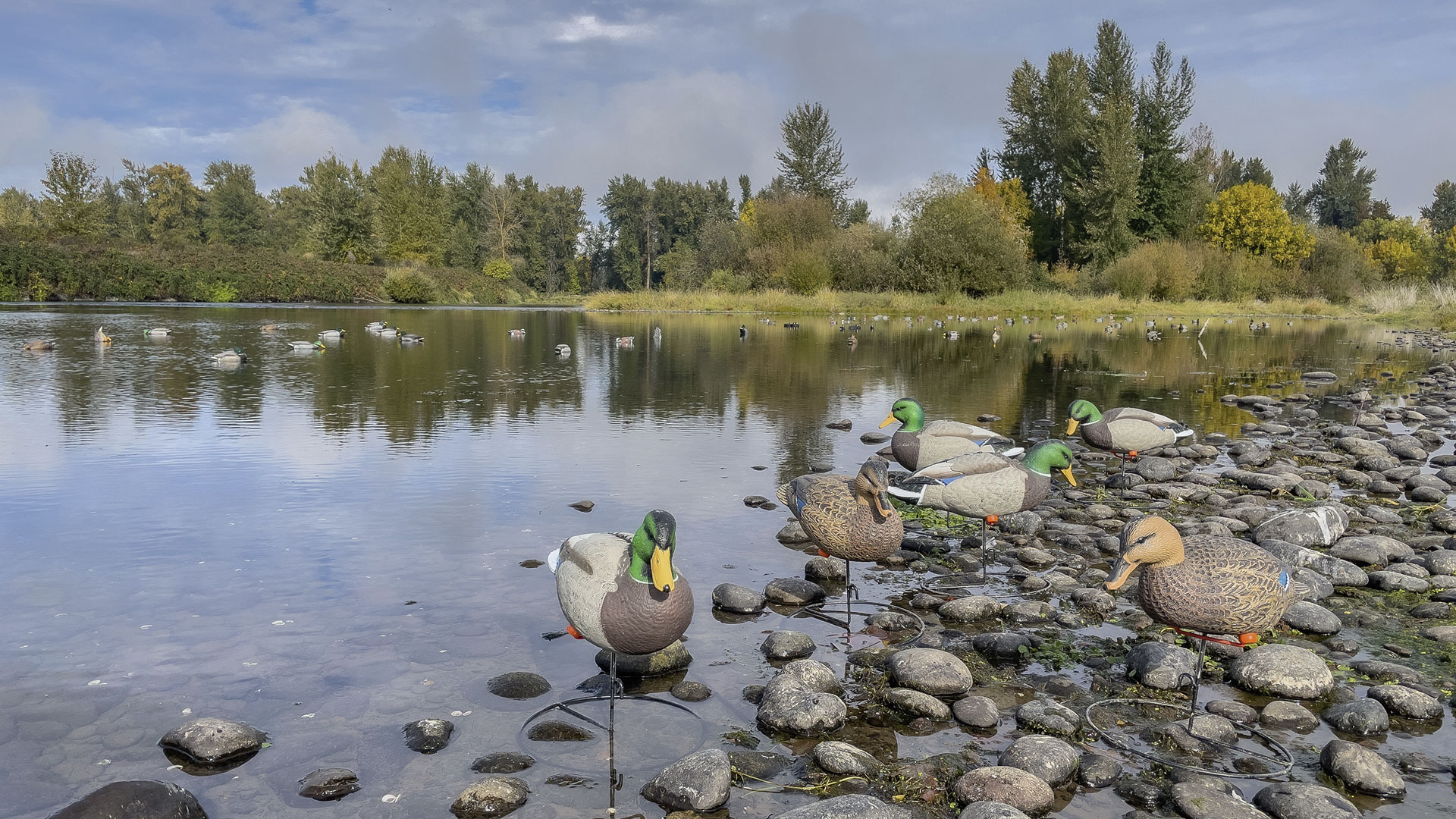 Decoys on rocks by water
