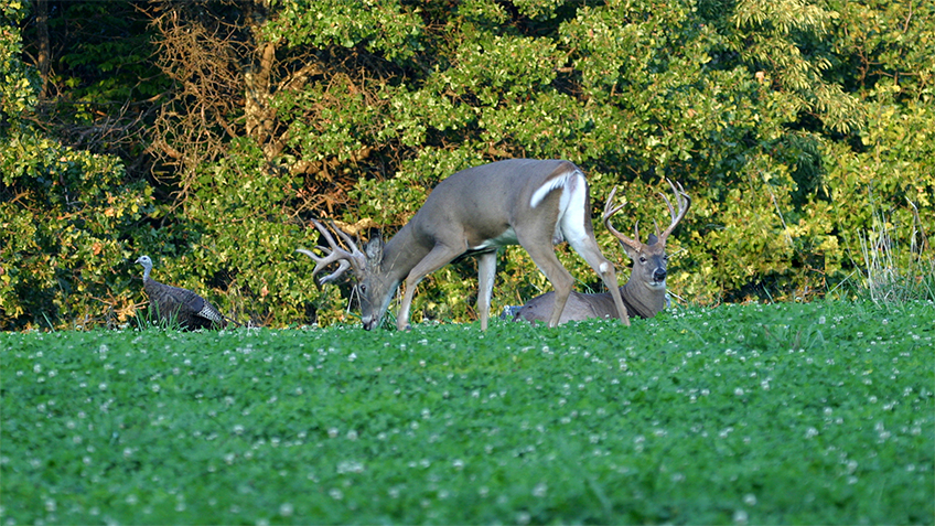 fl-foodplots_lead.jpg