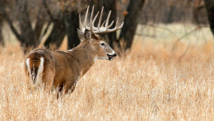 Top 10 States for Monster Whitetails | An Official Journal Of The NRA