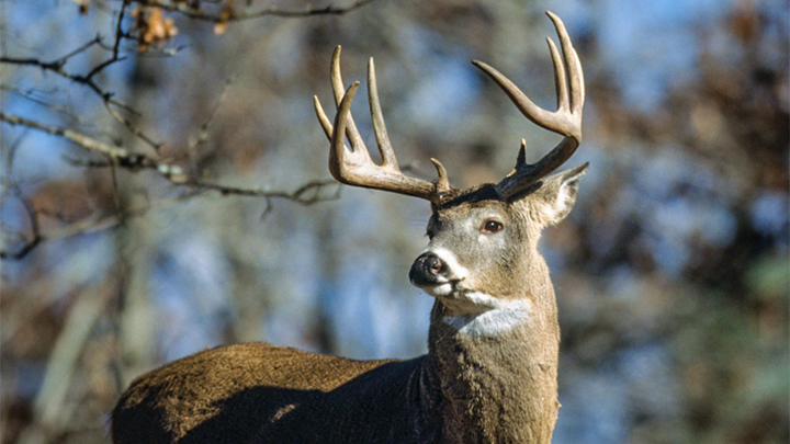 The Gateway to ‘Yooper’ Deer | An Official Journal Of The NRA