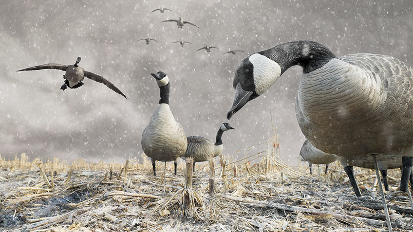 Canada Goose Hunt - Gray's Sporting Journal