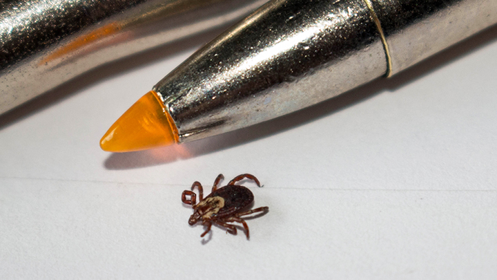 What Hunters Need to Know About Ticks and Tick-Borne Diseases