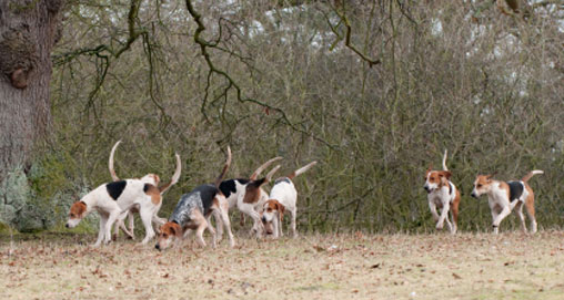 201211610272-goingtothedogs_f.jpg