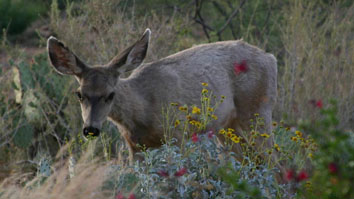 2012928141857-ungulates_f.jpg