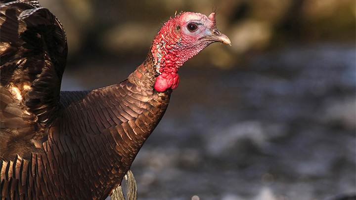 3-maxims-every-turkey-hunter_lead.jpg