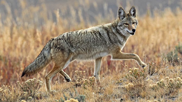 Michigan to Allow Coyote Hunting Year-Round | An Official Journal Of ...