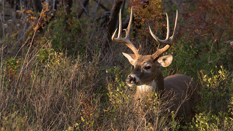 How to Find Big-Buck Bedding Areas | An Official Journal Of The NRA