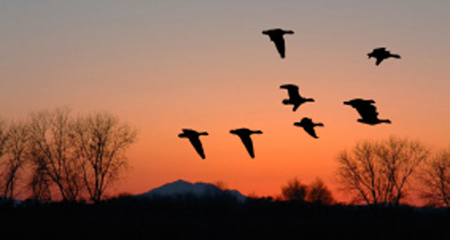 10 Ways to Kill A Waterfowl Hunt | An Official Journal Of The NRA