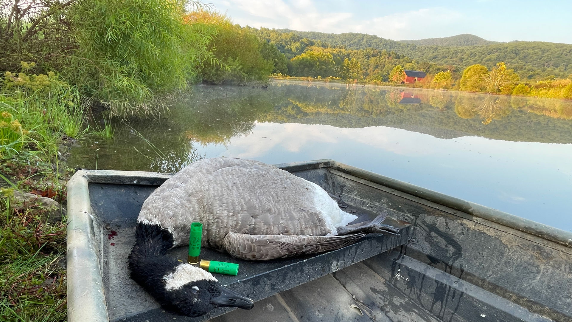 Goose 3