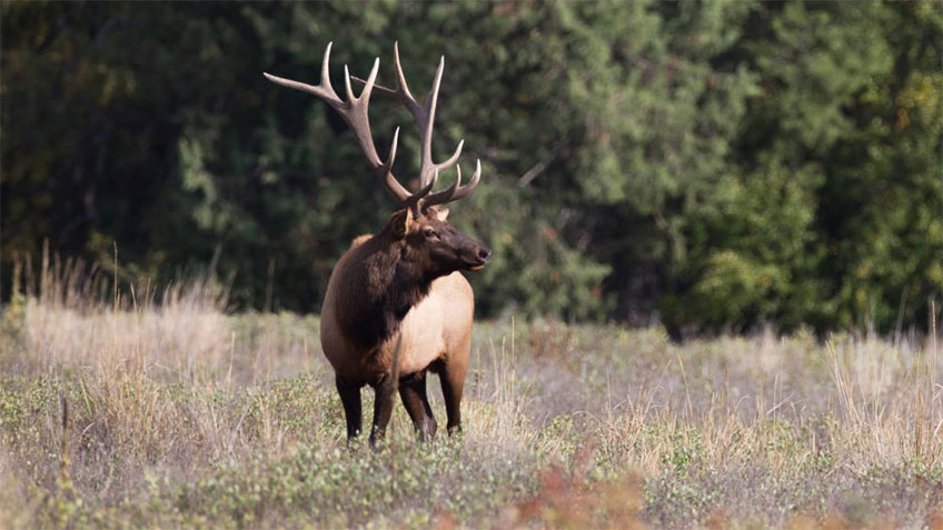 bowhuntingelk_lead.jpg