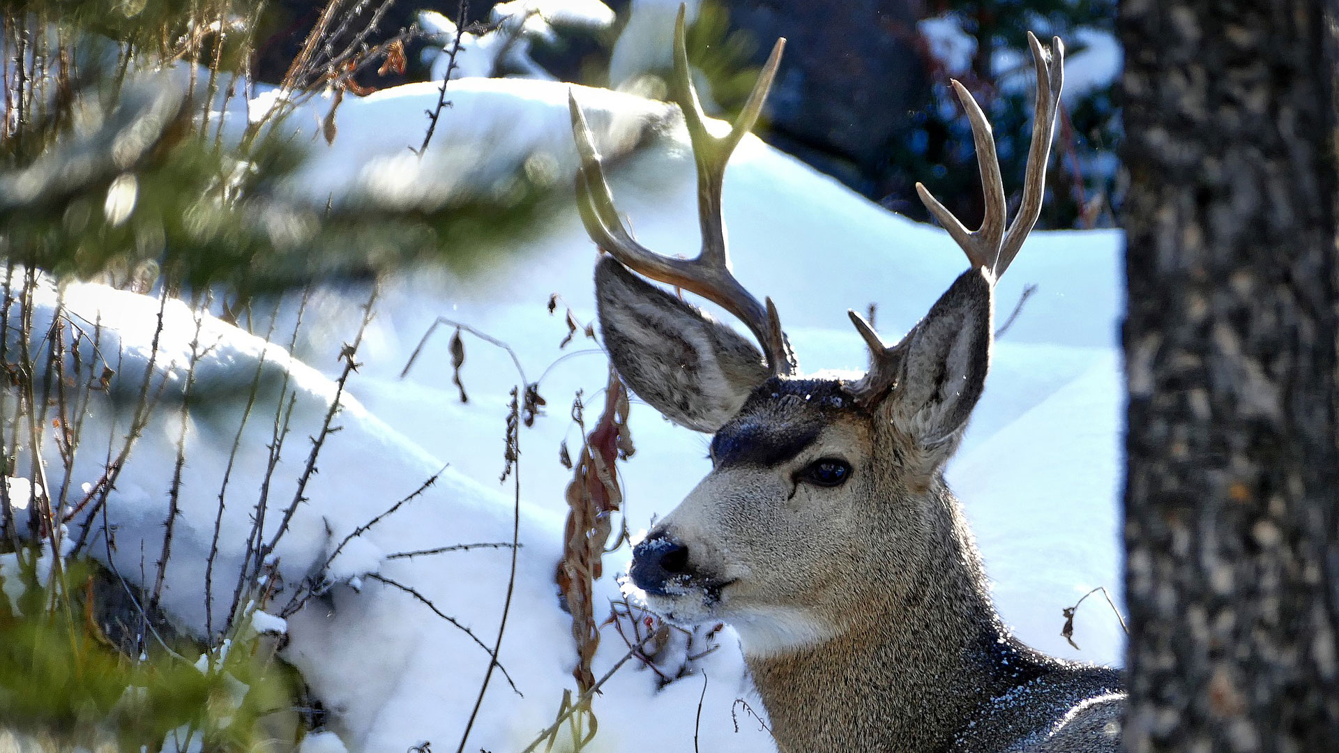 Mule Deer In Yellowstone