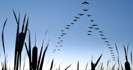 20111115102442-waterfowlersworld_f.jpg