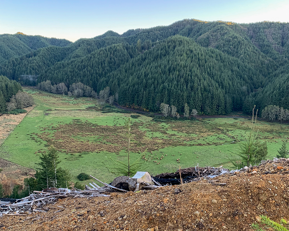 Coastal Oregon timber landscape.