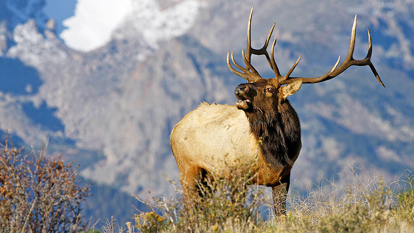 Colorado Expands Public Hunting Lands | An Official Journal Of The NRA