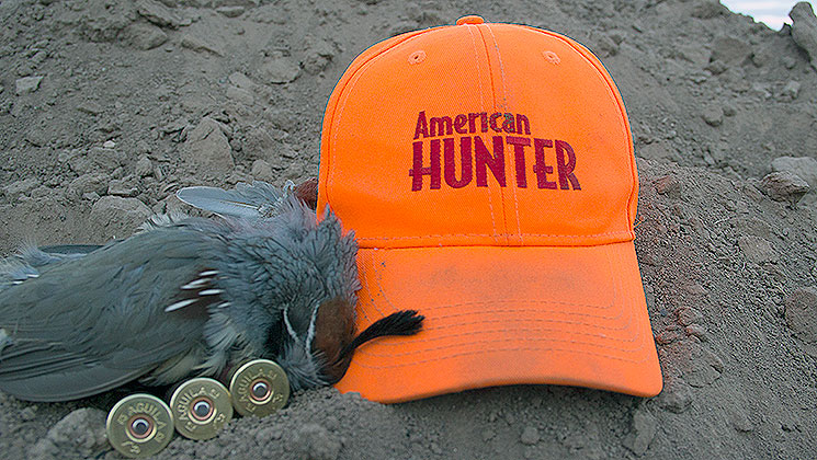 mexico_quail_f.jpg
