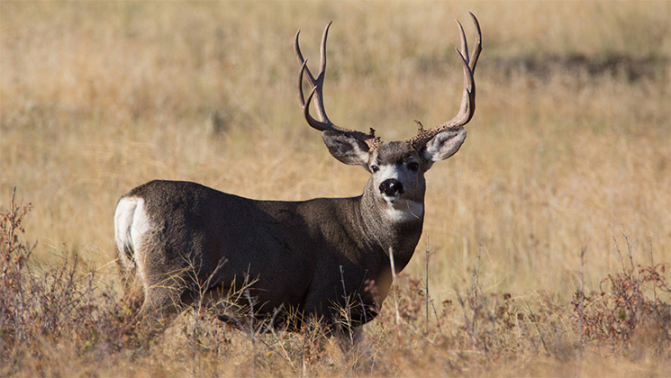 Tips and Tactics for Bowhunting Mule Deer | An Official Journal Of The NRA
