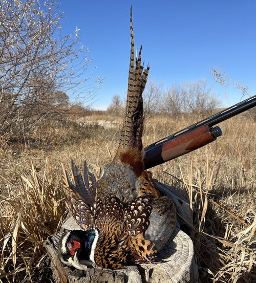 Pheasant and shotgun