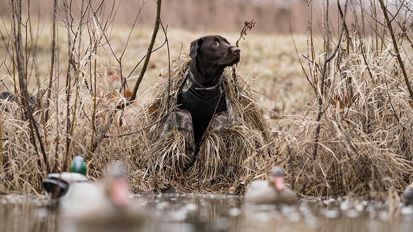 ALPS OutdoorZ Dog Stand