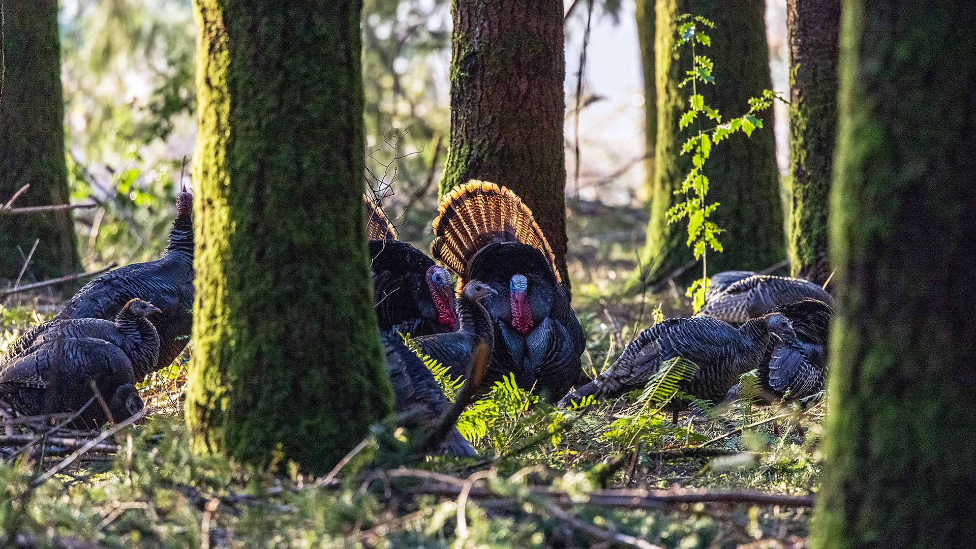 W H2026 03 Westturkey Struthenstrees3.24.19