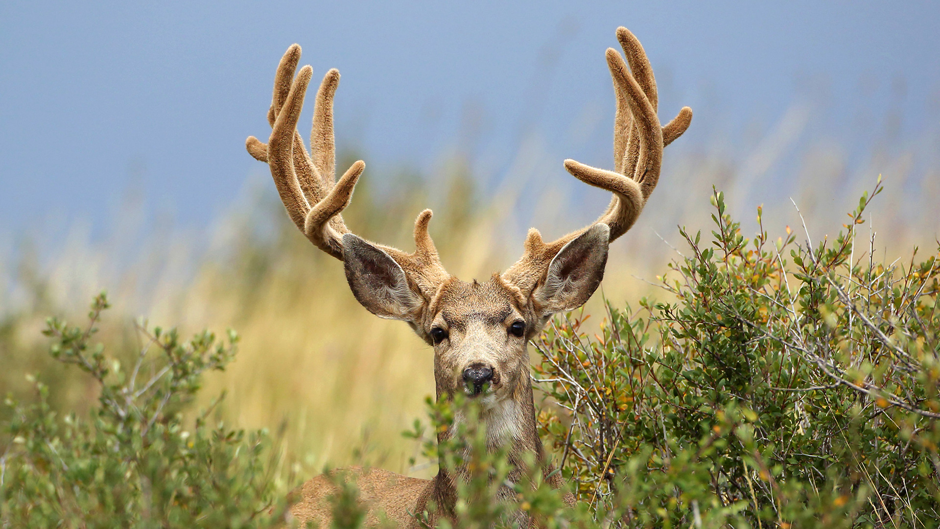 Early Season Mule Deer Hunting Tips Lead