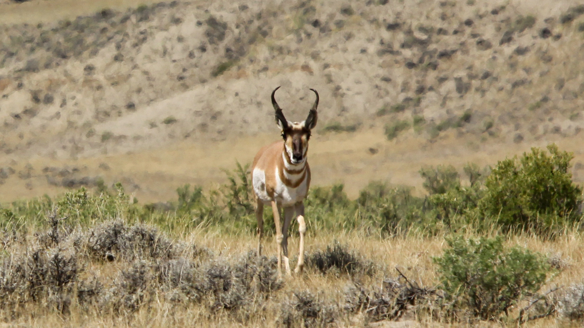 KH Misconceptions That Can Tank Your Pronghorn Hunt Lead