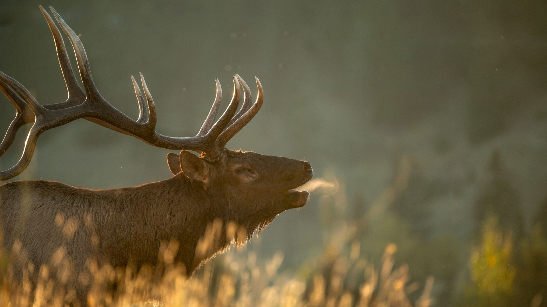 Elk Bynum 8381 3