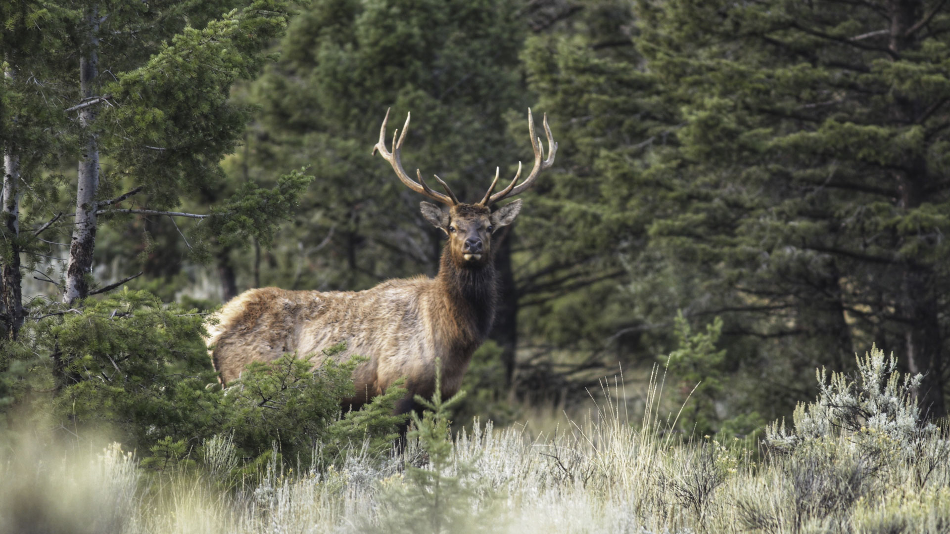 EB432, Solo Satellite Bull On The Move, Copyright Mark Kayser