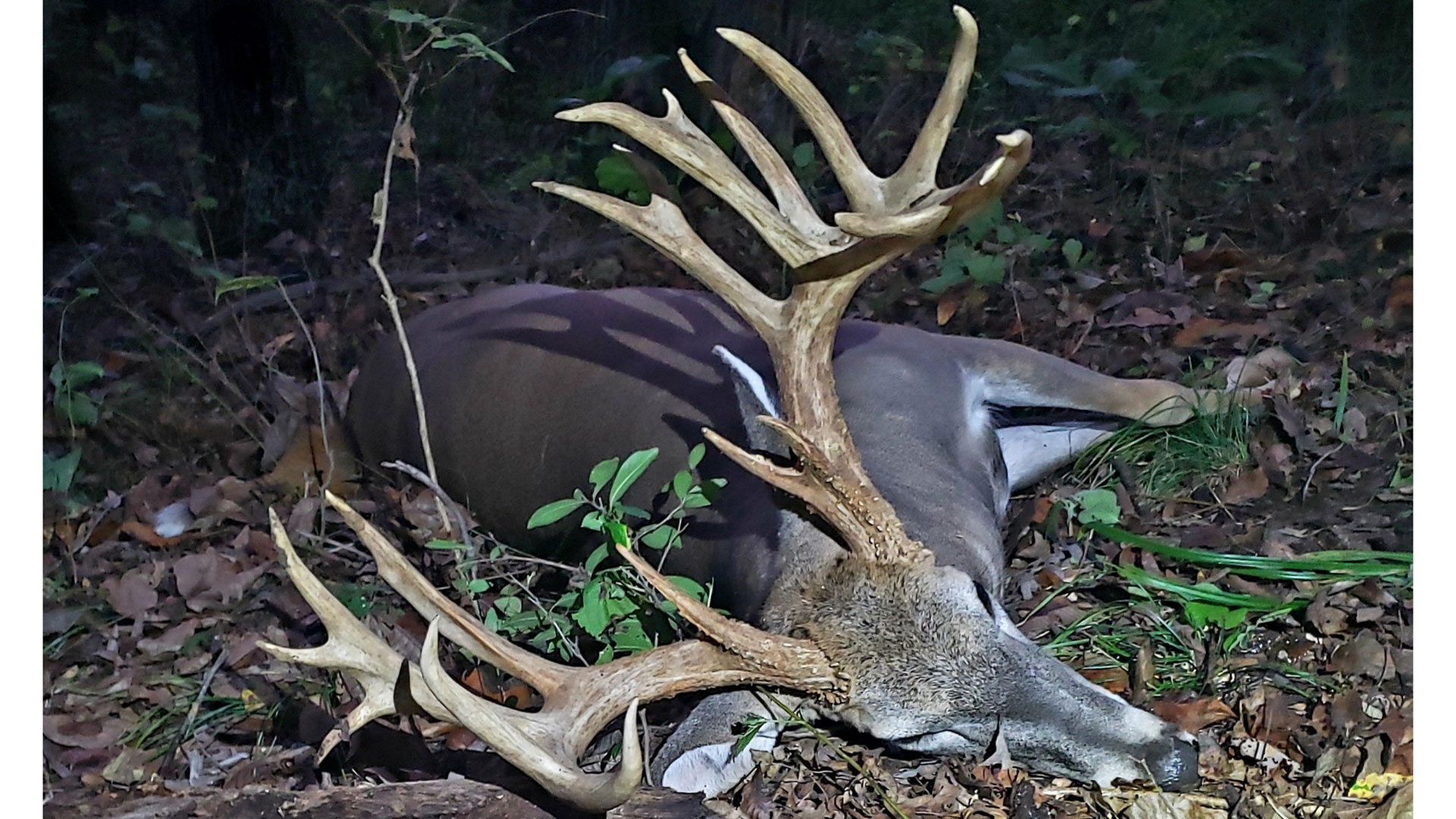 whitetail buck big antlers woods leaves